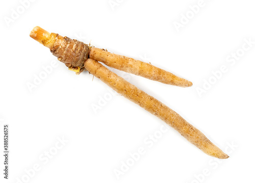 finger root or Chinese's Ginger isolated on the white background.