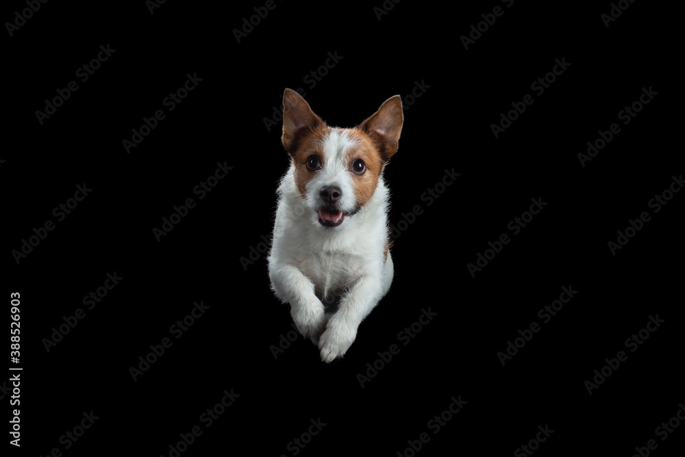 the dog is jumping. Active jack russell terrier in the studio on a black background