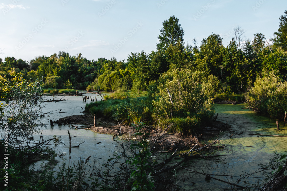 Obraz premium dry swampy river in a wild place