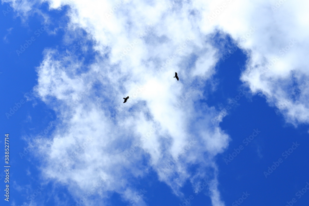 青空を舞う2羽の鳥たち