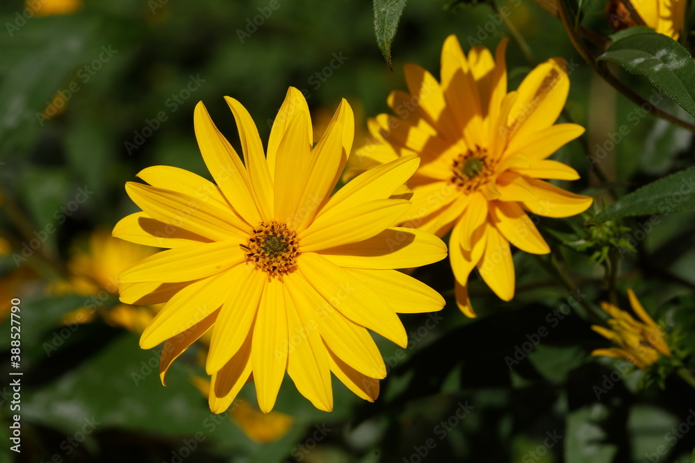 blühender Gelber Sonnenhut, Blumen, Deutschland blühender Gelber Sonnenhut, Blumen, Deutschland
