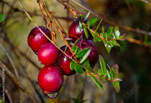 Ripe Cranberries, Vaccinium macrocarpon or Oxycoccus macrocarpus, ready to be harvested photo