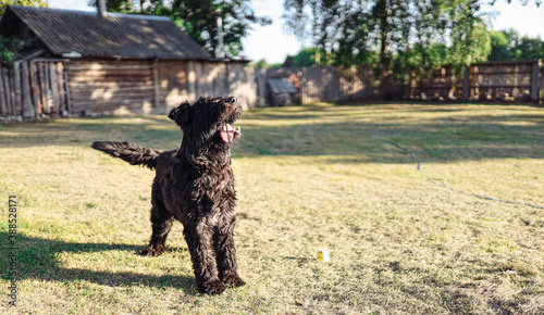 Fototapeta Naklejka Na Ścianę i Meble -  Bouvier Flanders dog playfully walks outdoors in the yard