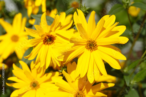 bl  hender Gelber Sonnenhut  Blumen  Deutschland