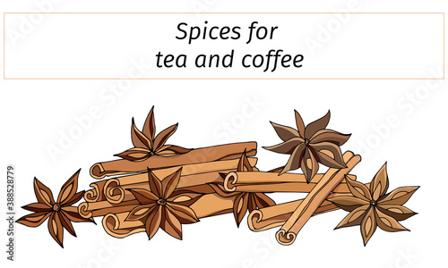 Cinnamon sticks and star anise on a white background. Vector illustration of a set of spices for tea and coffee for a banner, postcard and menu.