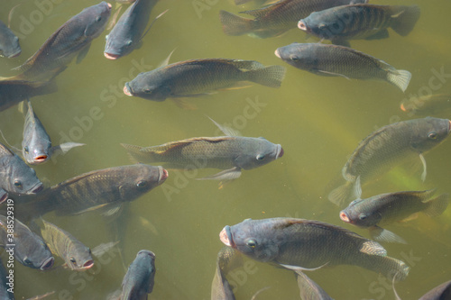 Many tilapia pop up to breathe on the surface because of lack of oxygen. Because of the weather. Dirty Oxygen Water in Water