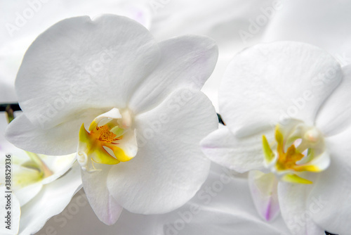 The branch of white orchids on white fabric background  © licvin