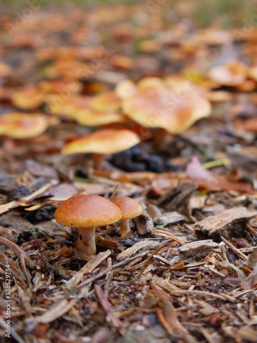 Two little brown mushroom on forest floor