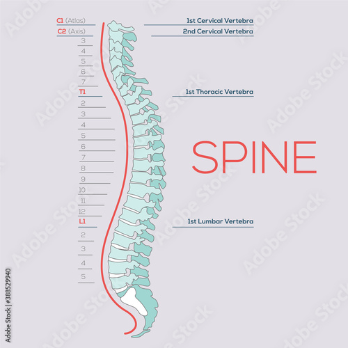 Vector Medical illustration of the Spine, diagram of the human spinal column, vertebral sections, vertebra.