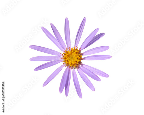 Single purple flower of Alpine aster isolated on white background. Aster alpines