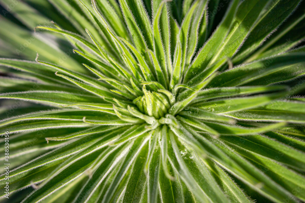 Succulents