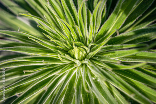 Succulents