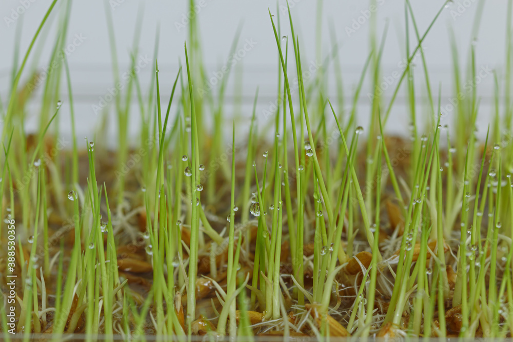 Close up, young rice plants with water drop that are germinating and growing.