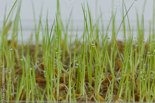 Close up, young rice plants with water drop that are germinating and growing.