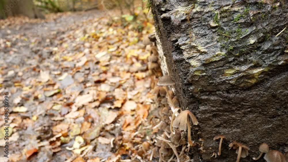 Mushrooms growing on fallen tree log in autumn woodland forest dolly right Mushrooms growing on fallen tree log in autumn woodland forest dolly right