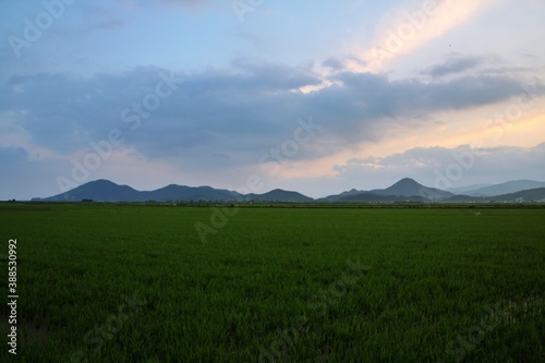 landscape with grass and sky