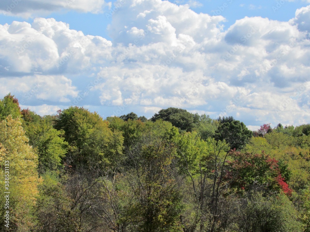Obraz premium forest and sky