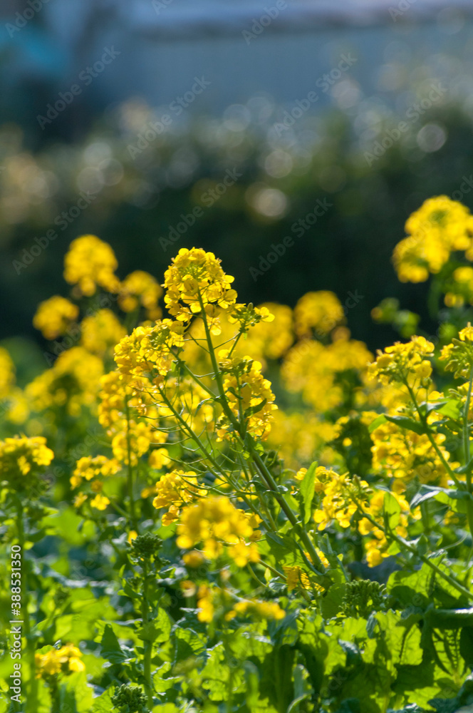 黄色い菜の花 黄色い菜の花