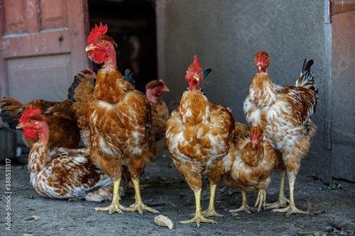 flock of chickens, chickens and roosters at home, red chickens with bare necks, chickens close-up photo