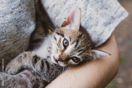 Fototapeta Naklejka Na Ścianę i Meble -  Adorable little tabby kitten in female hands.