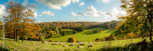 Papier peint Autumn farmland scene of with sheep in a field in the beautiful Surrey Hills, En