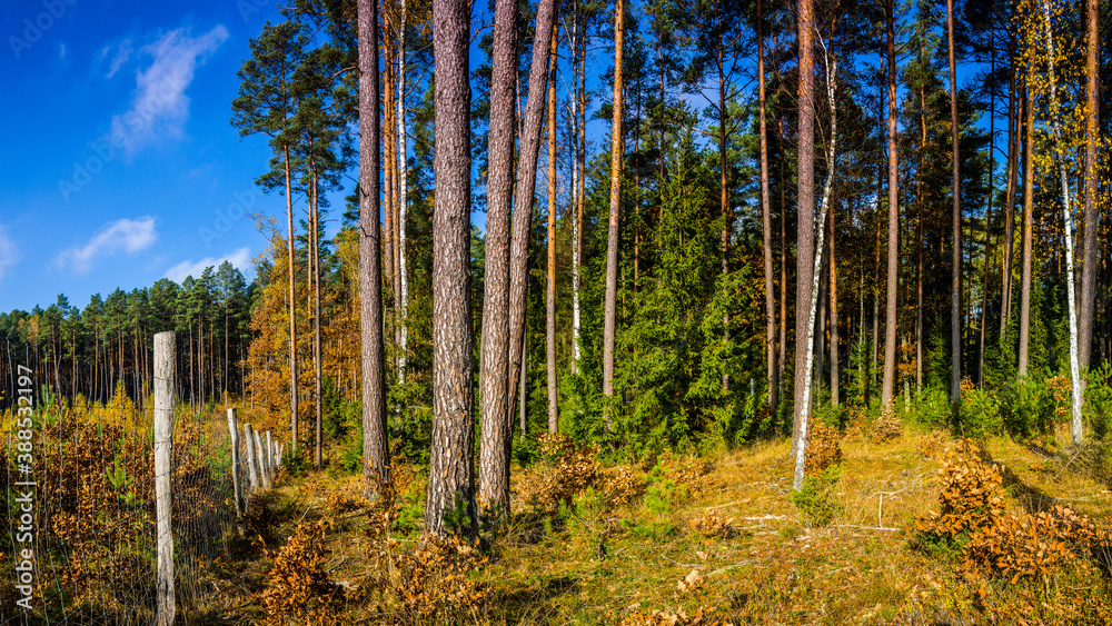 jesień w lesie na Mazurach w północno-wschodniej Polsce