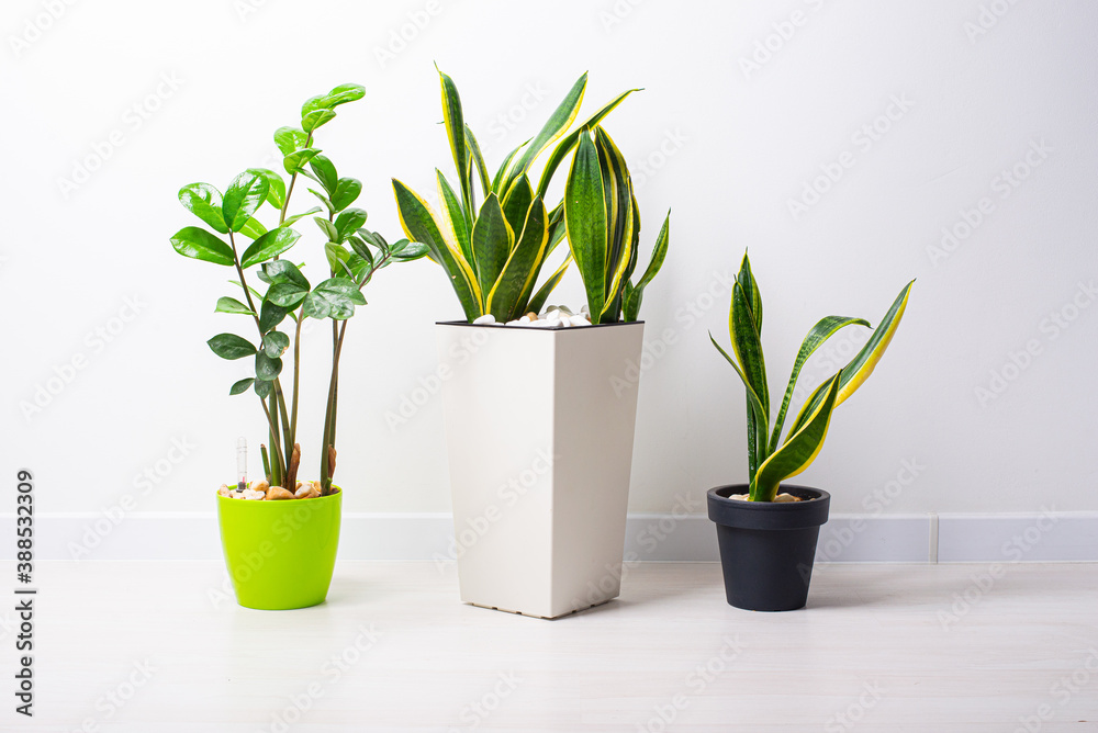 Sansevieria trifasciata or Snake plant in pot at home