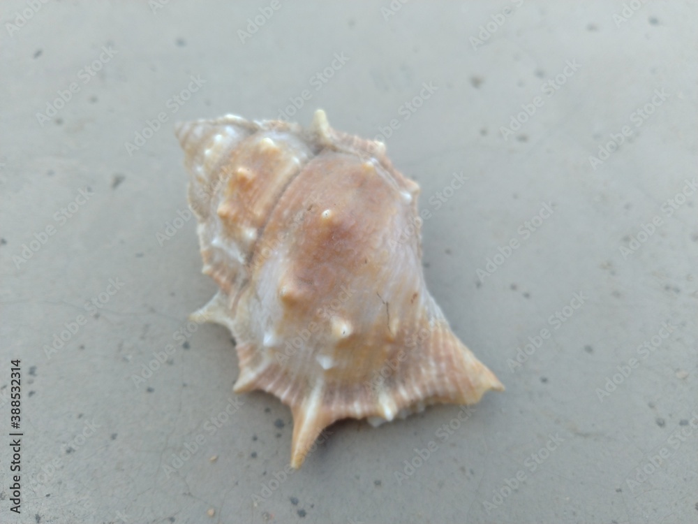 Sea Shells on the floor