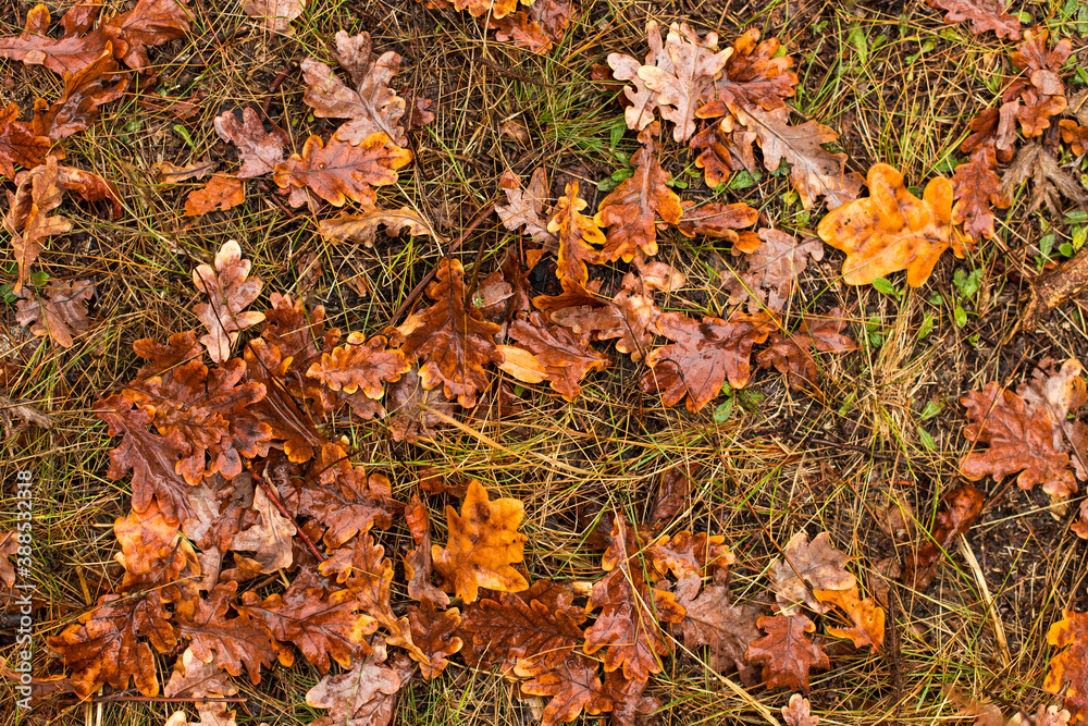 Fallen oak leaves on the grass, natural nature, beautiful autumn background. Fallen oak leaves on the grass, natural nature, beautiful autumn background.