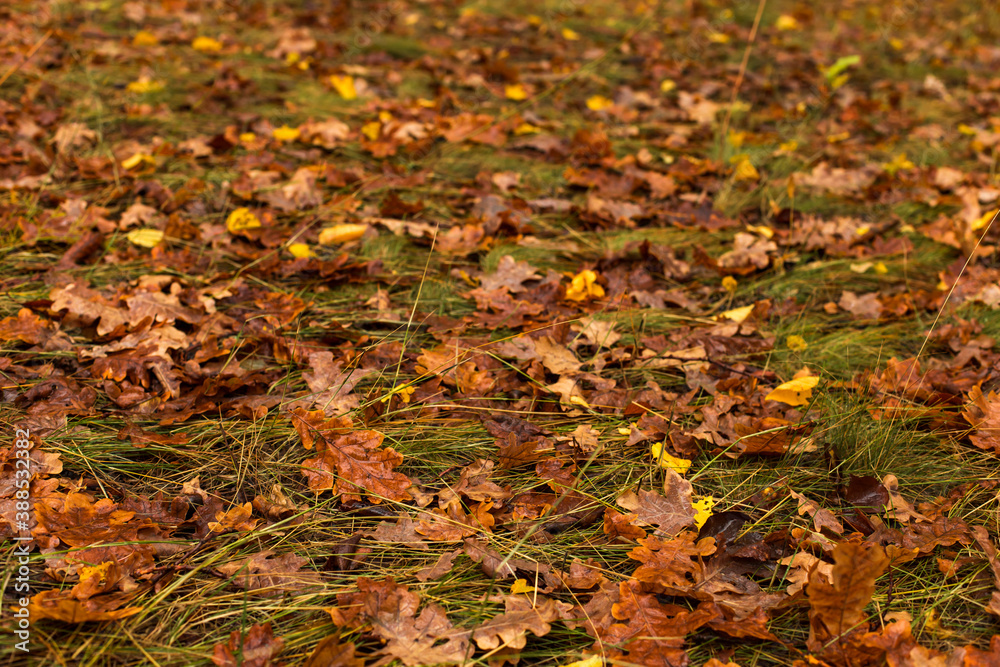 Fallen oak leaves on the grass, natural nature, beautiful autumn background.