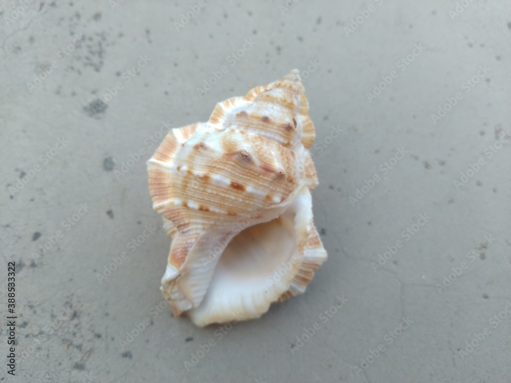 Sea Shells on the floor