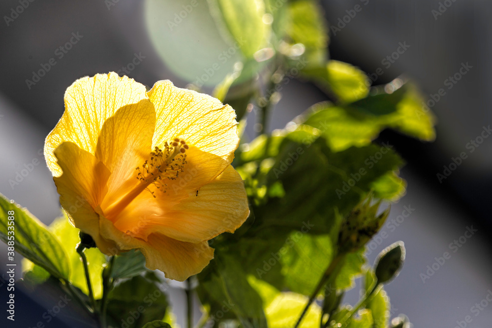 Yellow hibiscus flower close up in backlit of sunlight Yellow hibiscus flower close up in backlit of sunlight