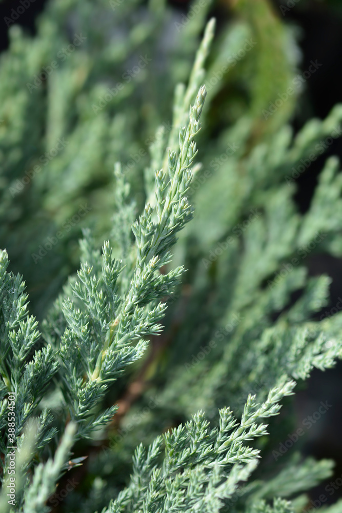 Creeping Blue Chip juniper Creeping Blue Chip juniper