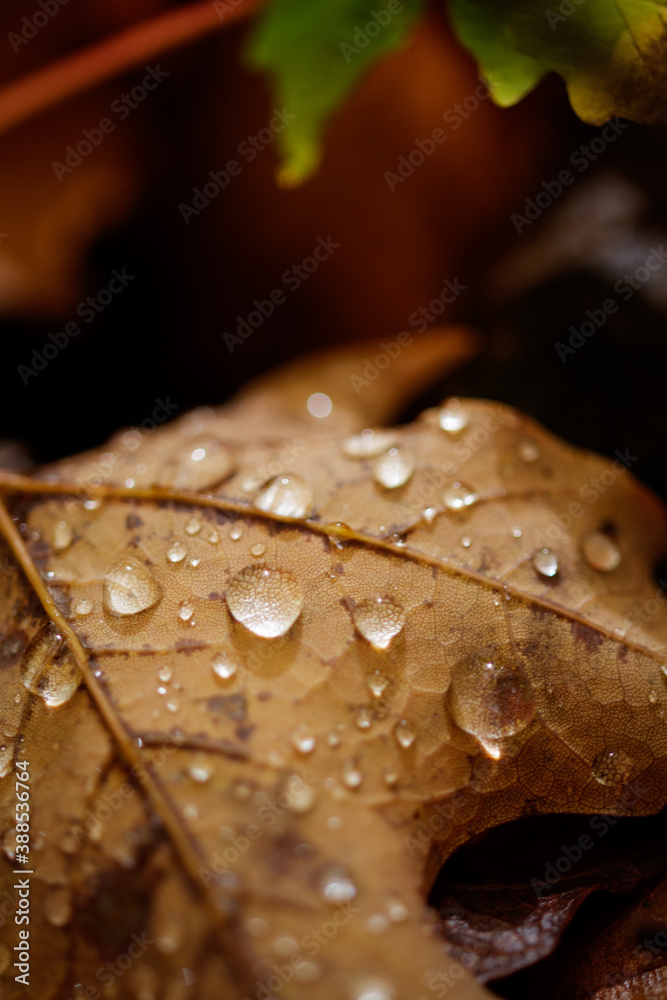 Drops of water close up on a fallen leaf, on a sunny autumn day. Drops of water close up on a fallen leaf, on a sunny autumn day.