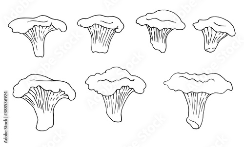 Vector set sketch chanterelle mushrooms black and white graphics, mushroom family, cantharellus, gourmet, vegetarian, autumn mushrooms isolated on white background for printing, cookbook, logo.