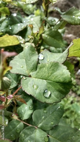 water drops on a leaf ,hunza