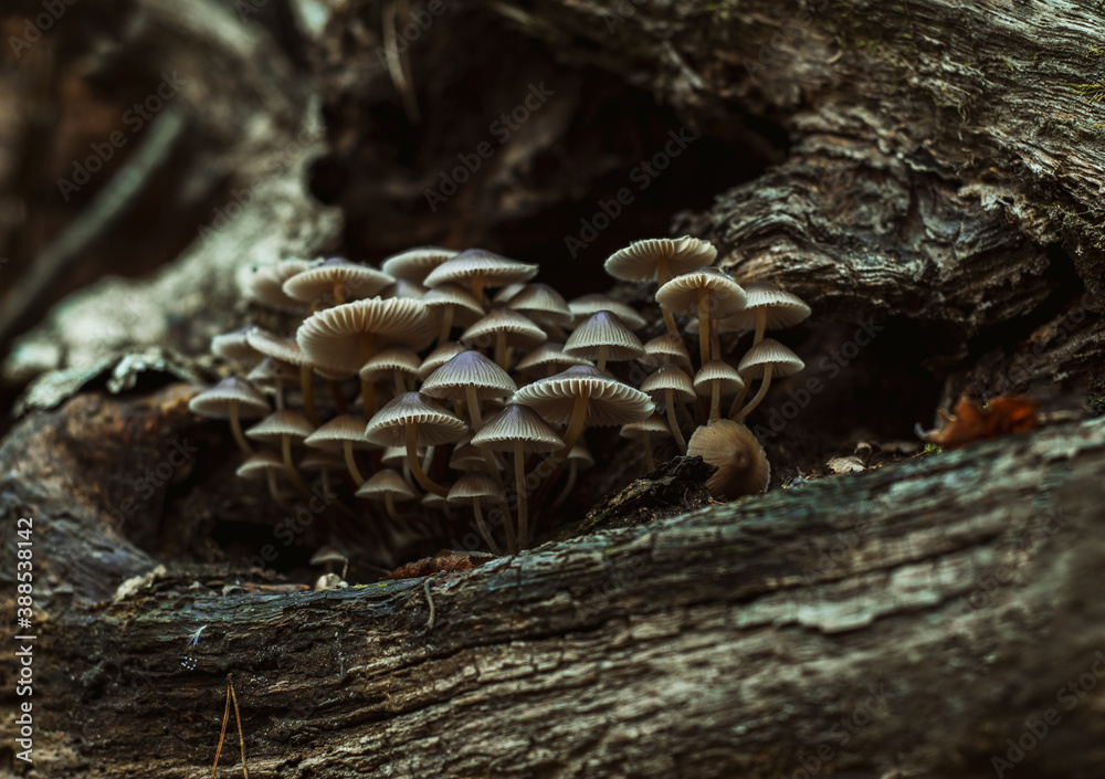 Wild small brown mushrooms growing on a tree stump in dark woodland, wild mushrooms in autumn forest Wild small brown mushrooms growing on a tree stump in dark woodland, wild mushrooms in autumn forest