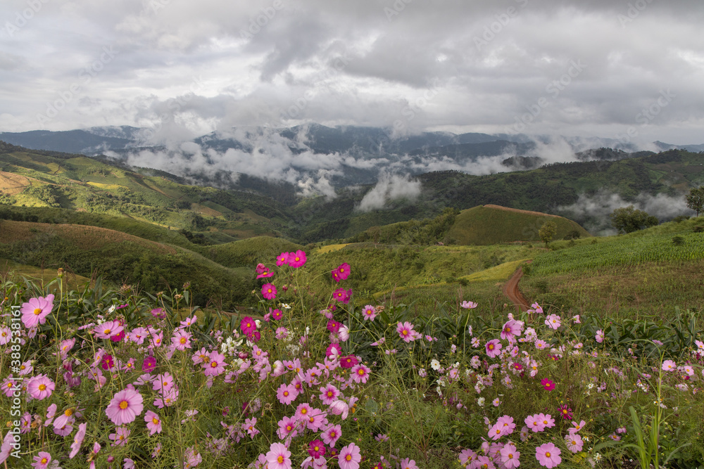 Panoramic view of mountain, white clouds, fog and colorful cosmos flowers in the northern part of Thailand.