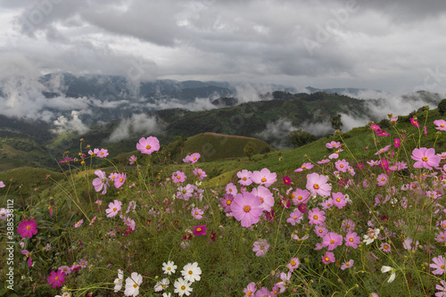 Fototapeta Naklejka Na Ścianę i Meble -  Panoramic view of mountain, white clouds, fog and colorful cosmos flowers in the northern part of Thailand.