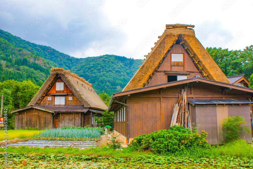 Fototapeta premium 茅葺屋根の古民家（白川郷）