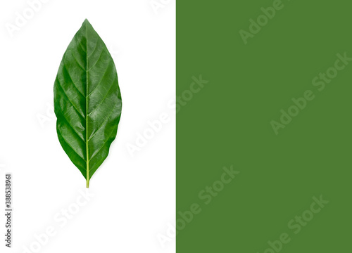 Layout design noni leaf isolated on white and green background. Flat lay. Food concept.