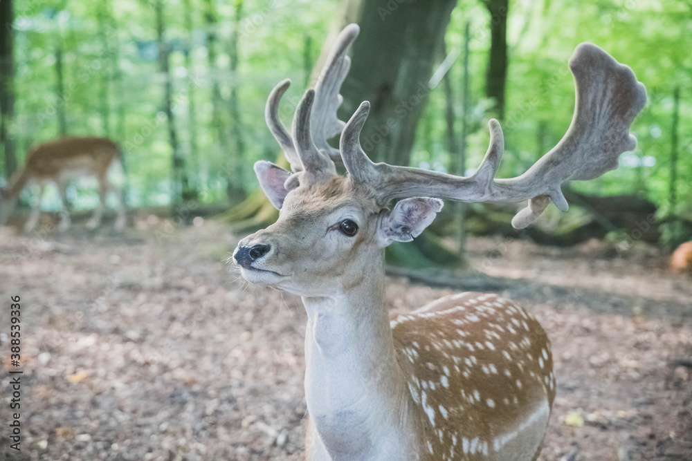 beautiful horned deers in the forest in natural habitat