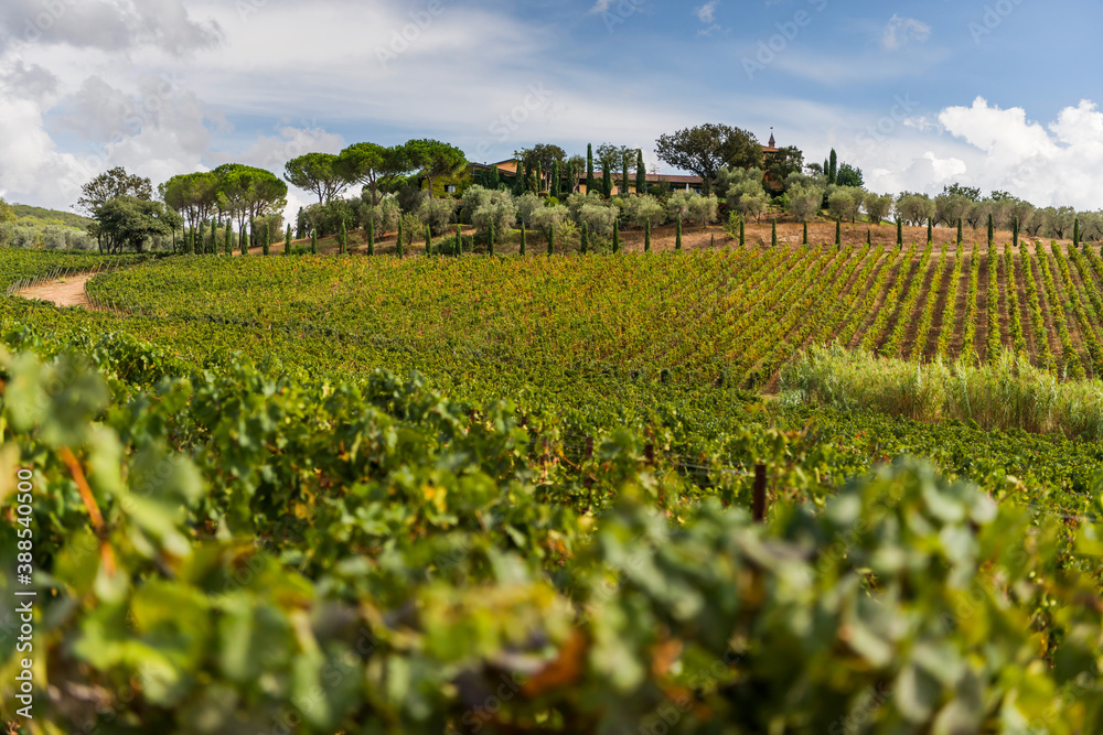 Weinanbau in Suvereto in der Toskana, Italien