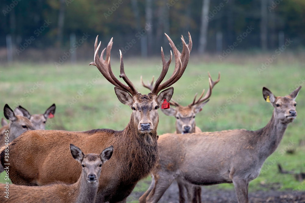 Nice big deer in autumn colours. deer portrait on dark background.Grazing animal in natural background, space for text, horizontal. Deer head with big horns close up.