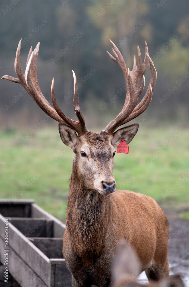 Nice big deer in autumn colours. deer portrait on dark background.Grazing animal in natural background, space for text, horizontal. Deer head with big horns close up.