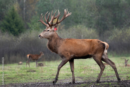 Group of deers in blurry background. Deers is growing in wild forest and are save from hunters. Beautiful animals in a meadow. 