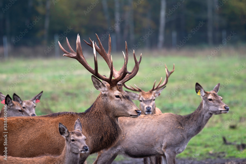 Fototapeta premium Nice big deer in autumn colours. deer portrait on dark background.Grazing animal in natural background, space for text, horizontal. Deer head with big horns close up.