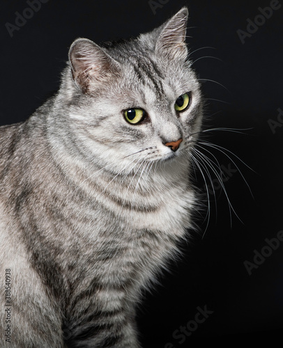 Cat portrait close up. Amazing beautiful cat close up.Cat looking to the left, isolated in dark background looking with pleading stare at the viewer with space for text. Head croped, vertical