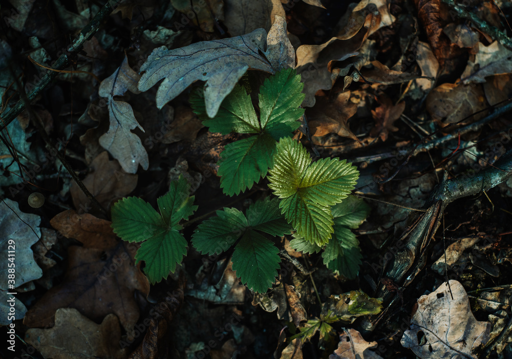 Dark autumn forest background, green wild strawberry leaves among dry fallen leaves in autumn forest Dark autumn forest background, green wild strawberry leaves among dry fallen leaves in autumn forest