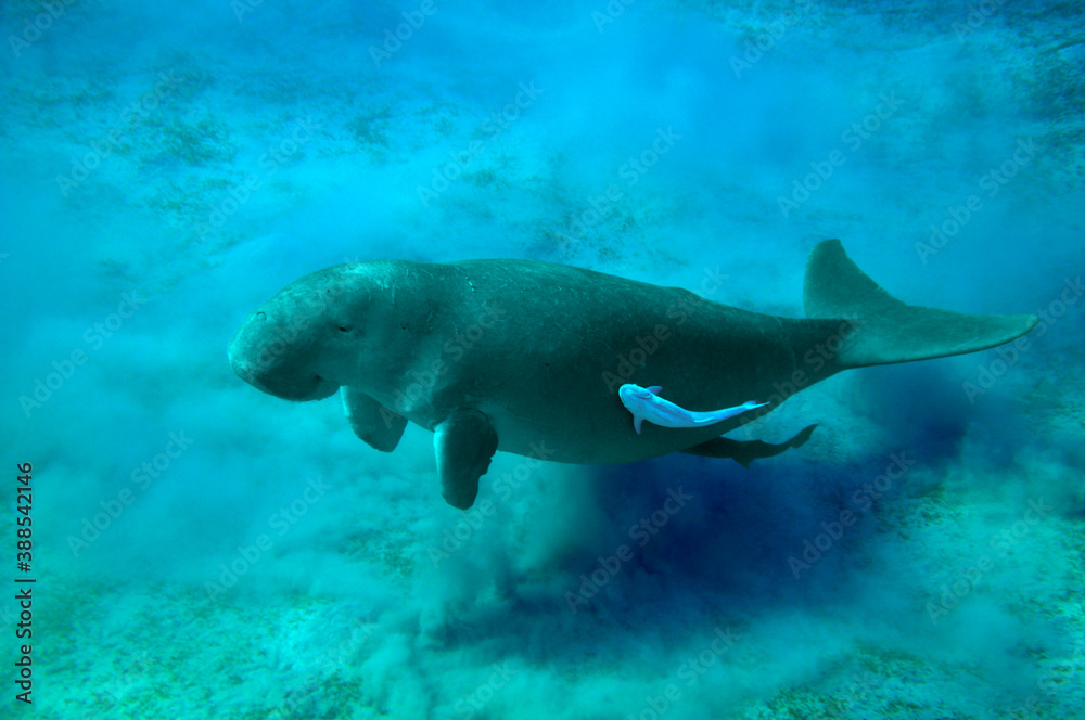 Dugong